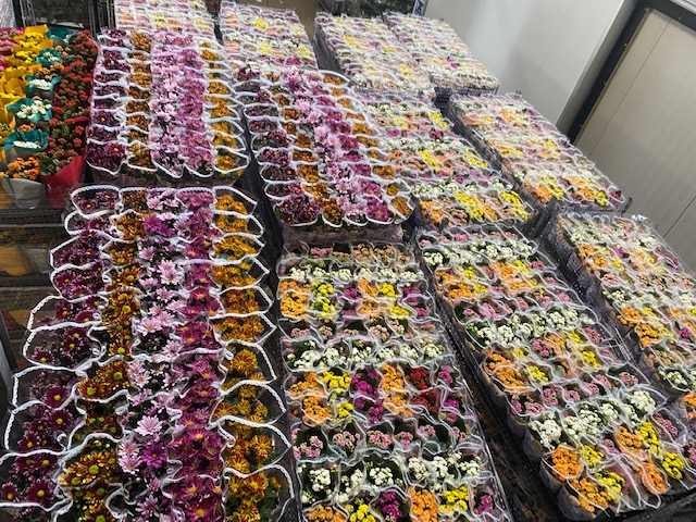 Dutch-Ukrainian flower exporter torn between her business and war