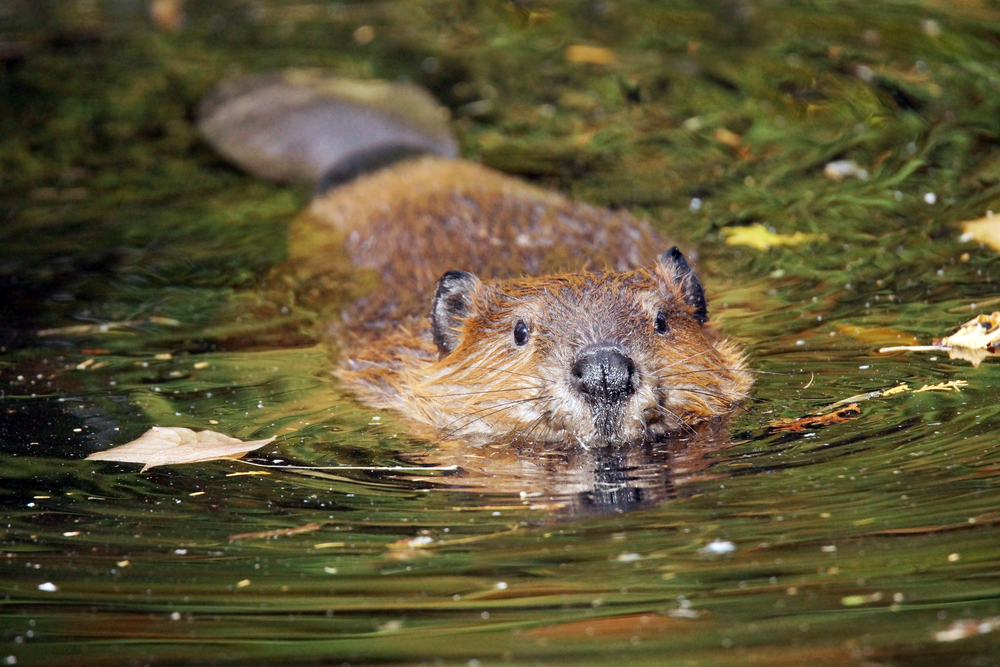 Too many busy beavers are weakening dykes in Gelderland